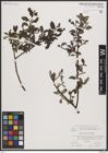 Foto von Salix borealis Fr.